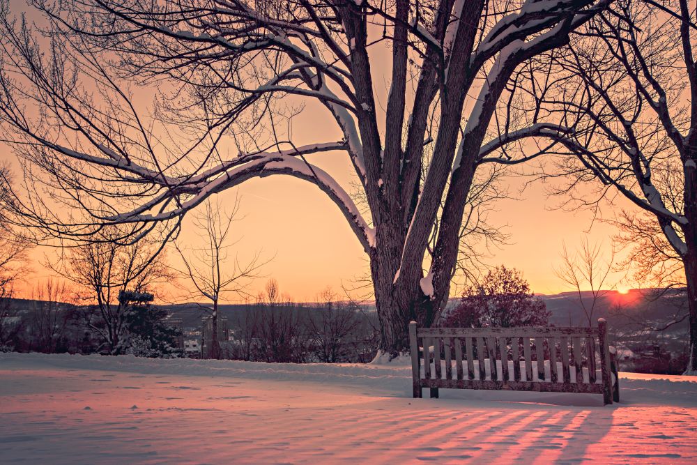 A winter picture of a city, the picture shows sunset over the city, snow, trees and in front of a bigger tree a bench.
