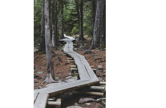 Picture of a footbridge among trees.