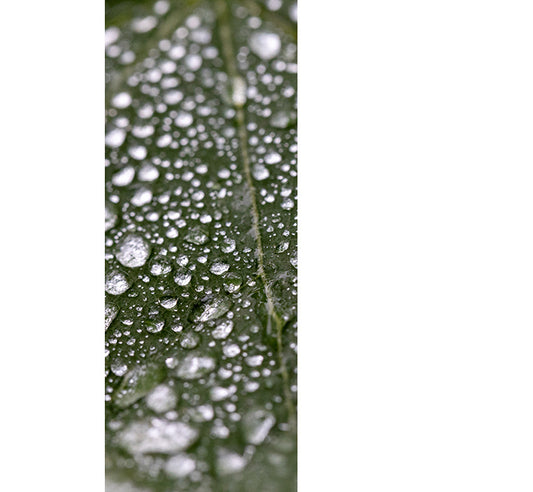 Close-up of raindrops on a leaf.