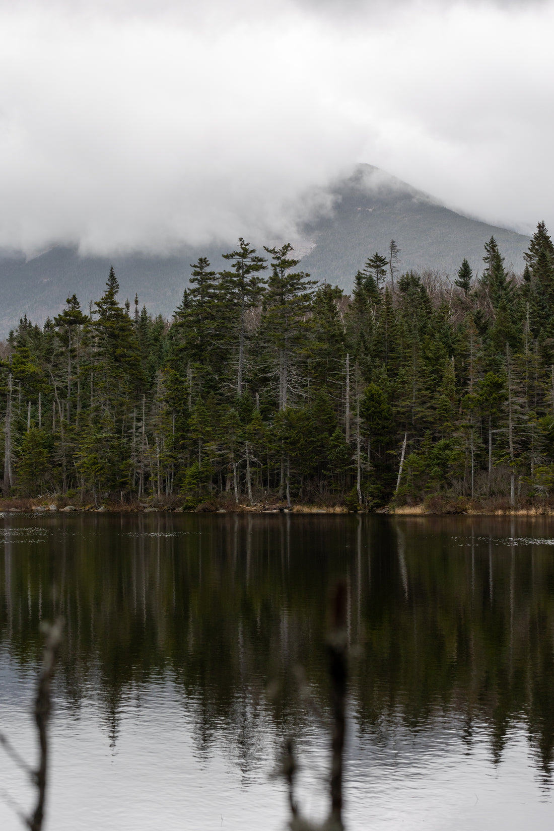 Picture of spruce trees next to lake.