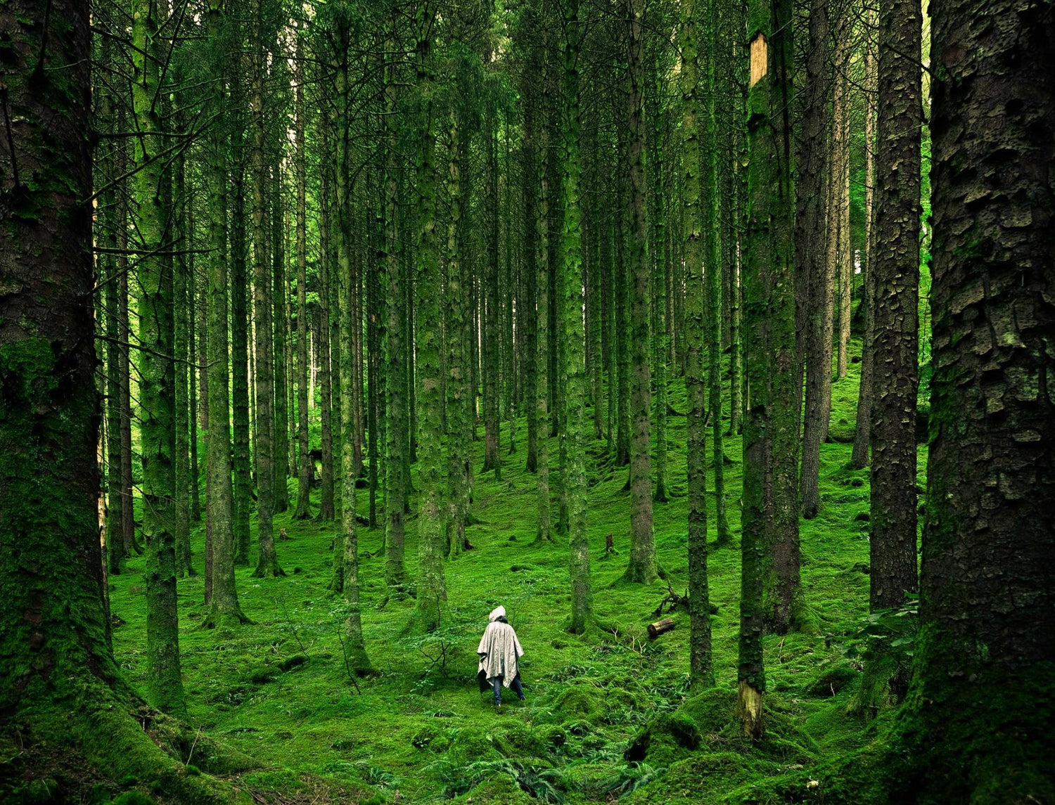 Image of a person walking up a forest slope.